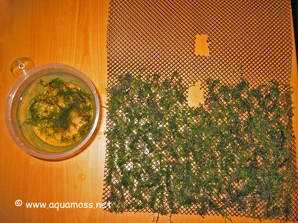 Aquatic Moss. How to Create a Moss Wall. Create backdrop using aquatic